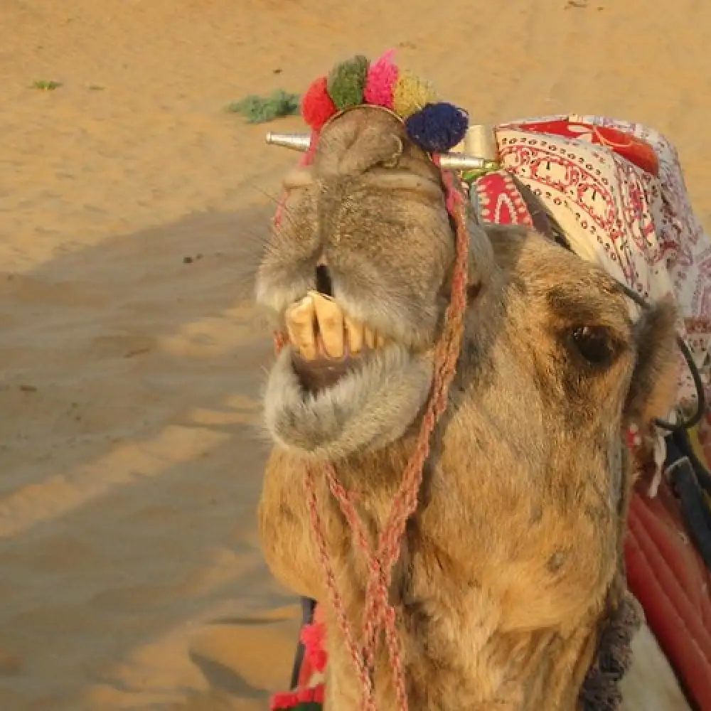 Camel Ride at Veda Adventures Park Noida - photo 2