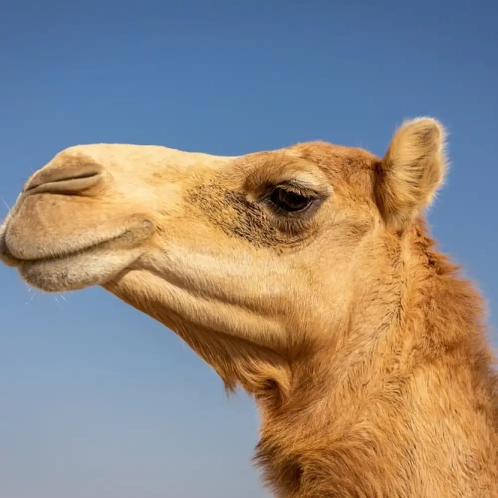Camel Ride at Veda Adventures Park Noida - photo 3
